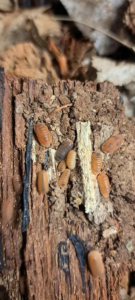 Isopods groepen, Dieren en Toebehoren, Overige soorten