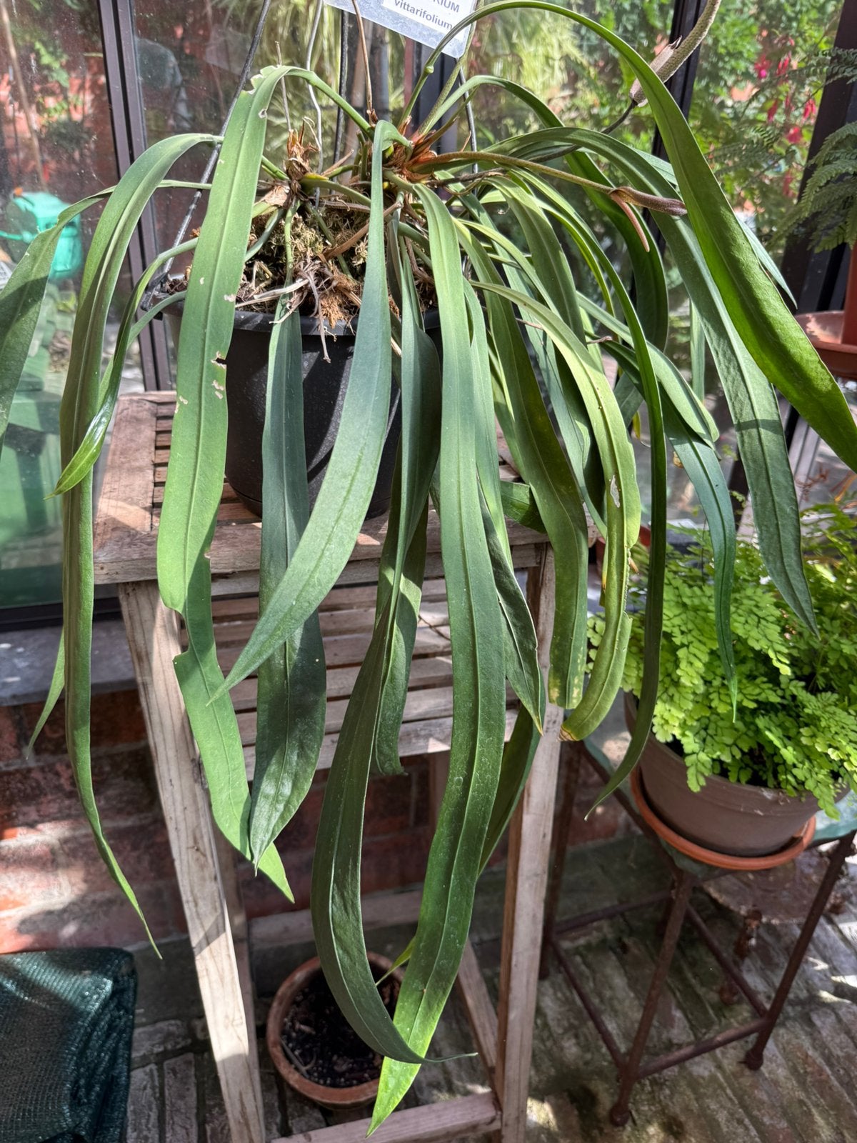 Anthurium vittarifolium, Ophalen