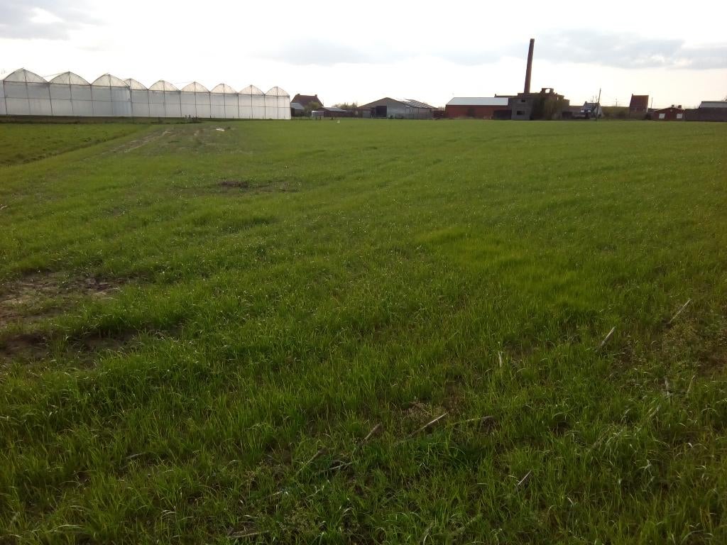 Ardooie, Te Huur: Landbouwgrond 1,65 ha in seizoenpacht, Ophalen of Verzenden, 1 tot 5 ha, Cultuurgrond