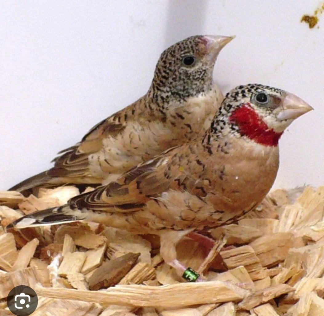 bandvink (split), Dieren en Toebehoren, Meerdere dieren, Geringd