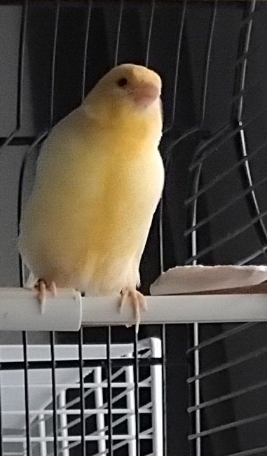Canari jaune de 2 ans femelle. Je stop les messages, trop., Animaux & Accessoires, Oiseaux | Canaris, Femelle