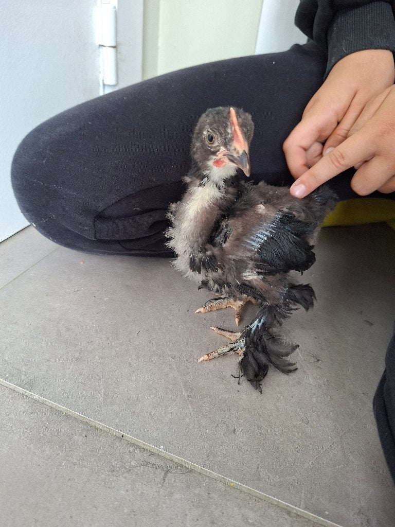 Cochin kriel haantje, Poule ou poulet