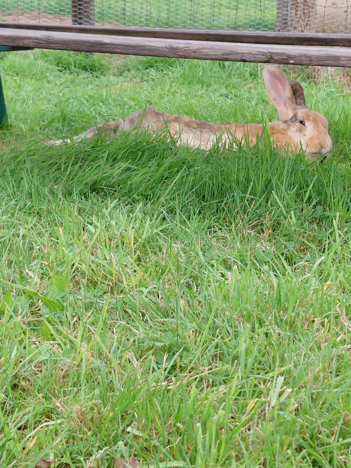 gratis konijnen, Februari, Meerdere dieren