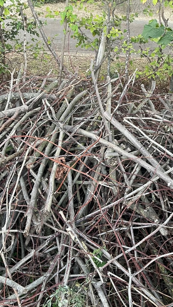 Gratis brandhout, Enlèvement