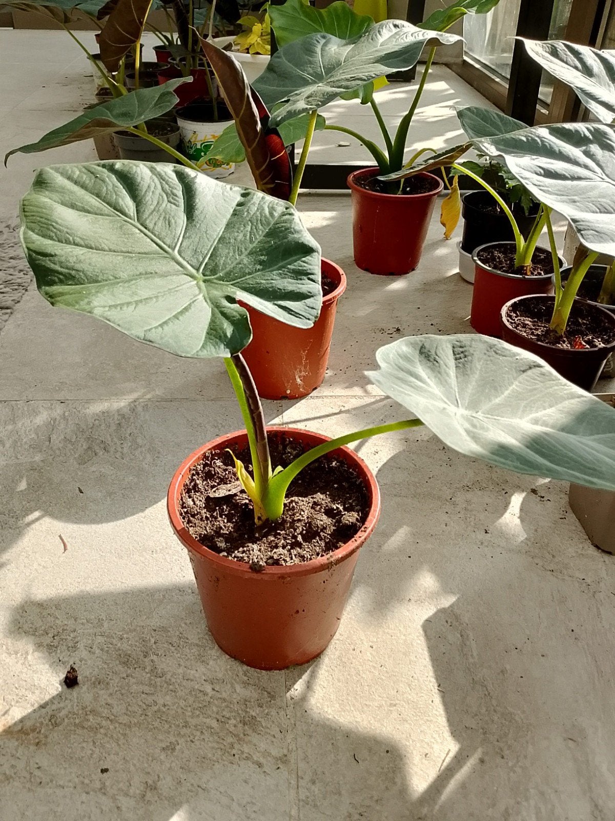 bouclier royal d'Alocasia, Autres espèces, En pot, Moins de 100 cm, Enlèvement