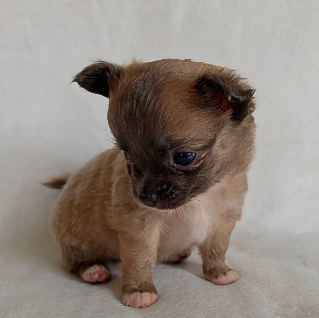 Chihuahua pup (reutje), Dieren en Toebehoren, Parvo, België, Particulier, Reu