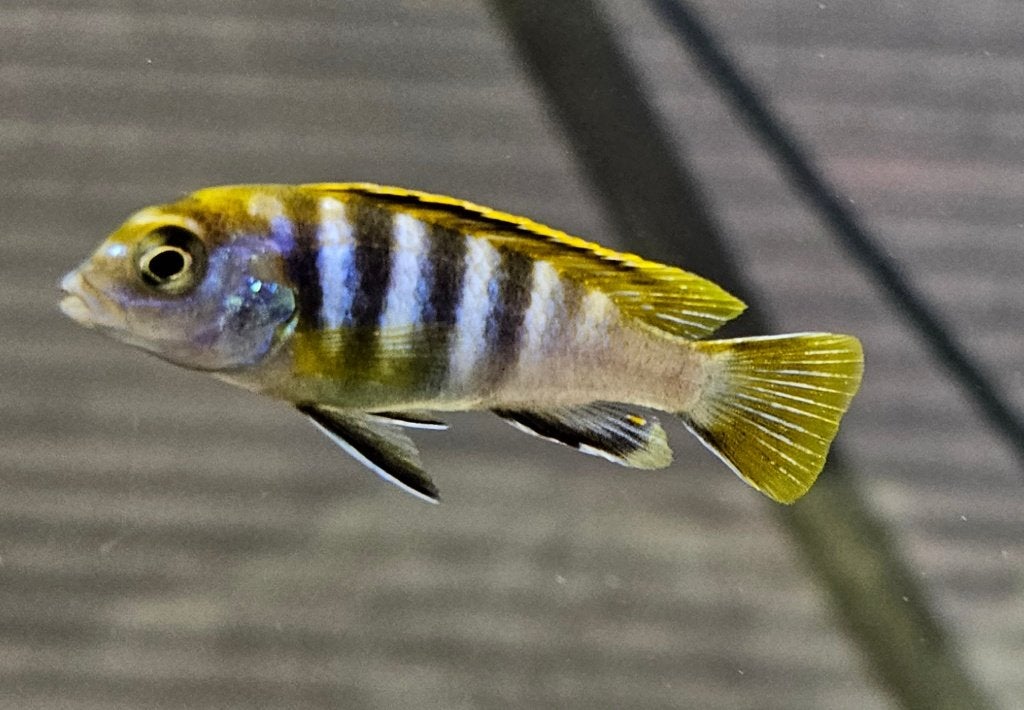 Cichlidés Labidochromis mbamba Bay Malawi, Poisson, Poisson d'eau douce