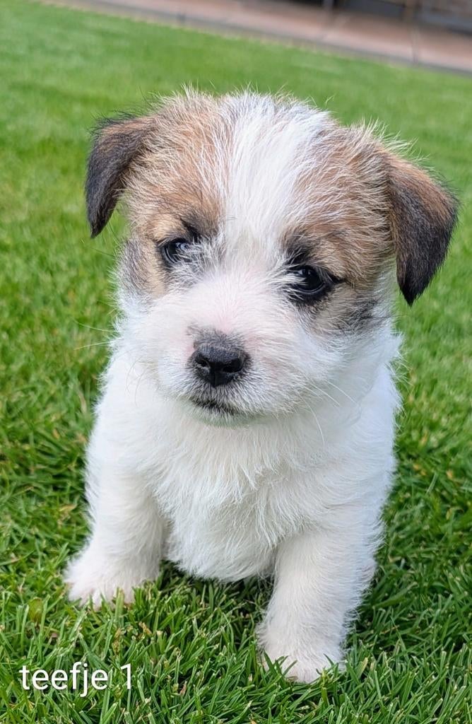Jack Russell Terrier, Parvo, België, Fokker | Hobbymatig, Jack Russell Terriër
