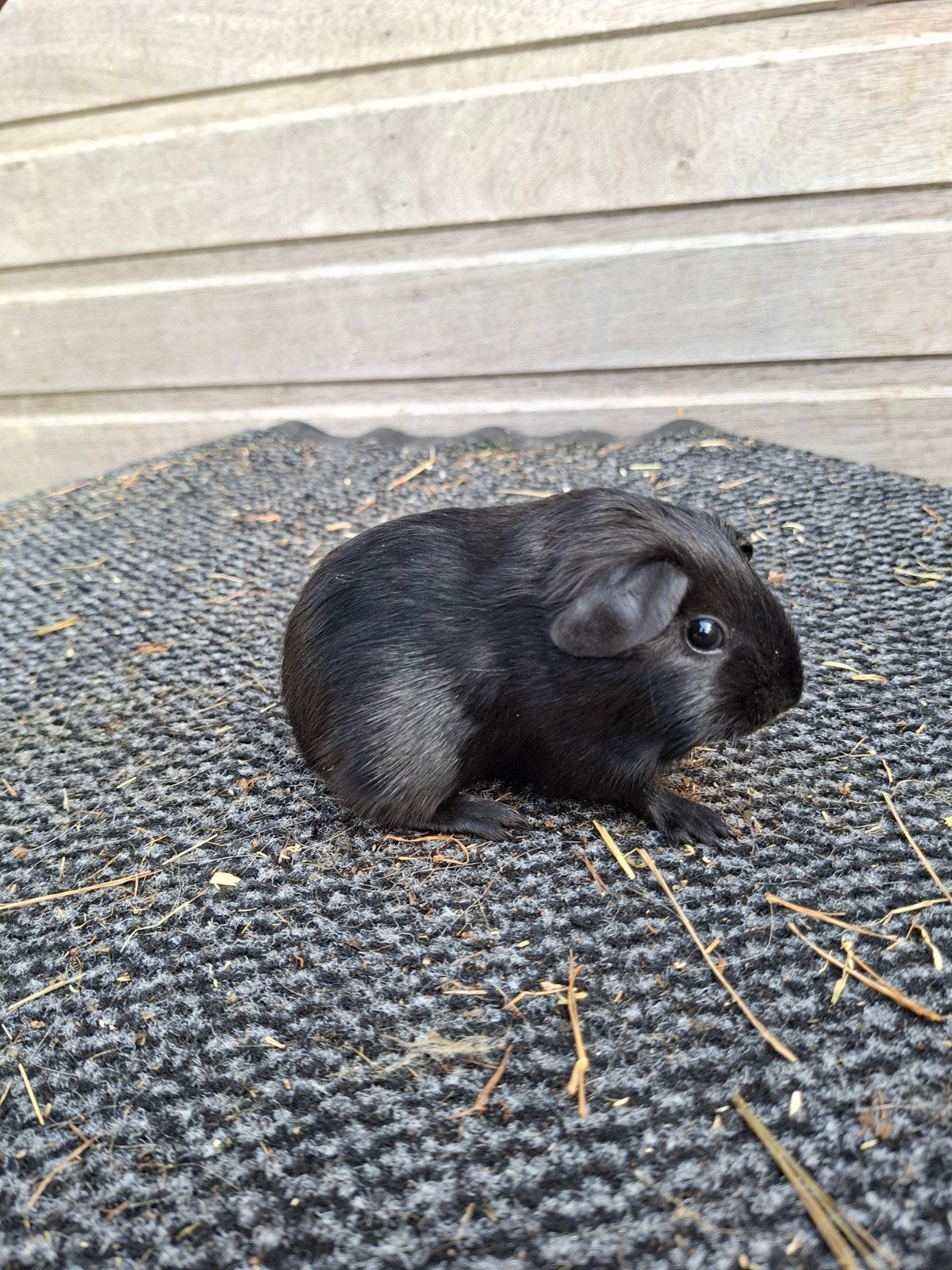 Jonge cavias te reserveren, Dieren en Toebehoren, Cavia, Juni, Meerdere dieren, Tam