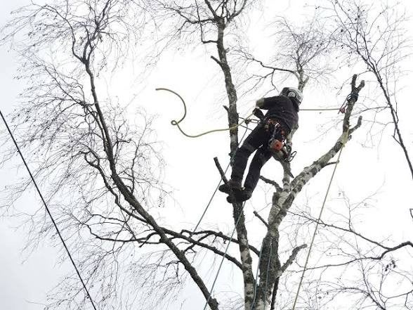 élagage et abattage tout type d'arbre, Enlèvement ou Envoi, Branches