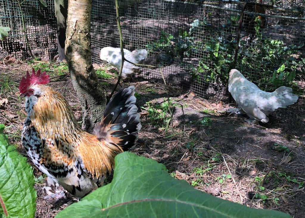 Broedeieren Ukkelse baardkriel, Dieren en Toebehoren, Pluimvee