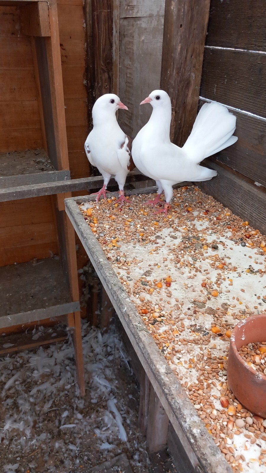 duiven, Dieren en Toebehoren, Vogels | Duiven, Overige soorten