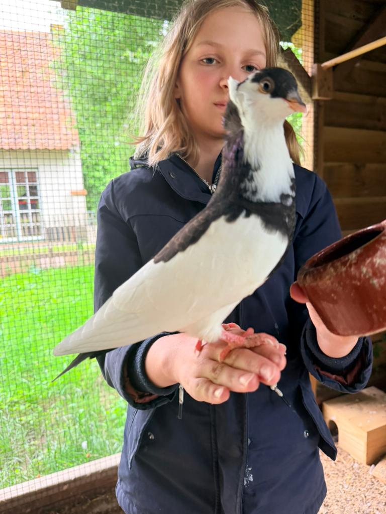Handtamme jonge sierduiven te koop, Dieren en Toebehoren, Meerdere dieren, Overige soorten
