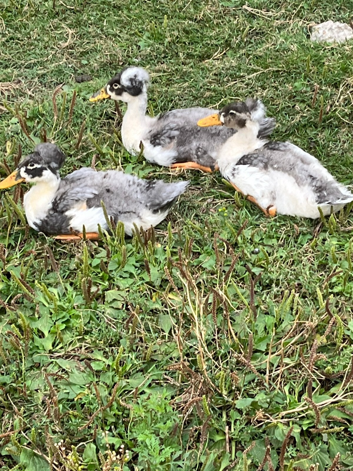 Laatste 2 jonge Hollandse kuifeenden, Dieren en Toebehoren