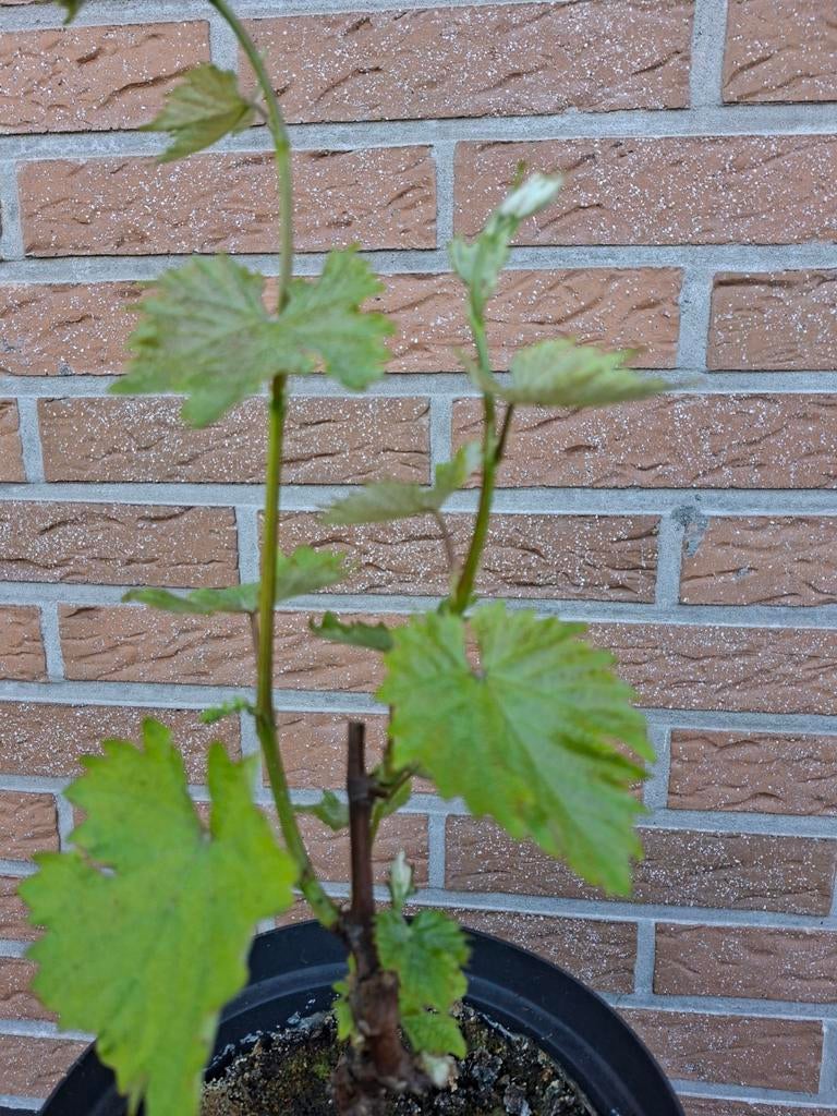 Stek van druivelaar, Ophalen
