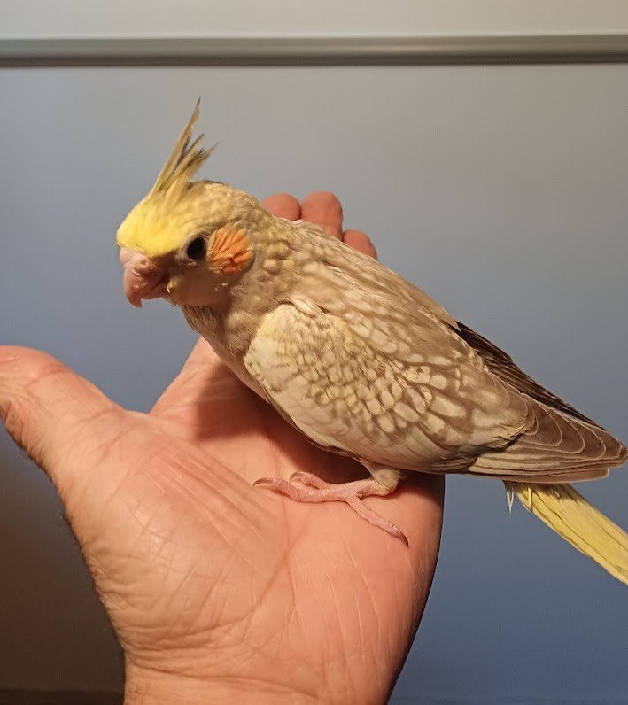 Handtamme cinnamon geparelde valkparkiet, Sexe inconnu, Perruche, Domestique