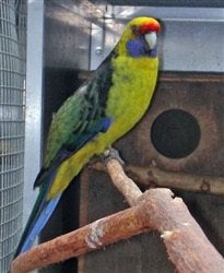 Gezocht, Dieren en Toebehoren, Vogels | Parkieten en Papegaaien