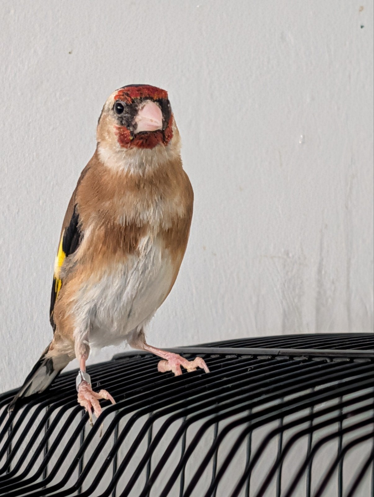 couple canari, Oiseau chanteur sauvage