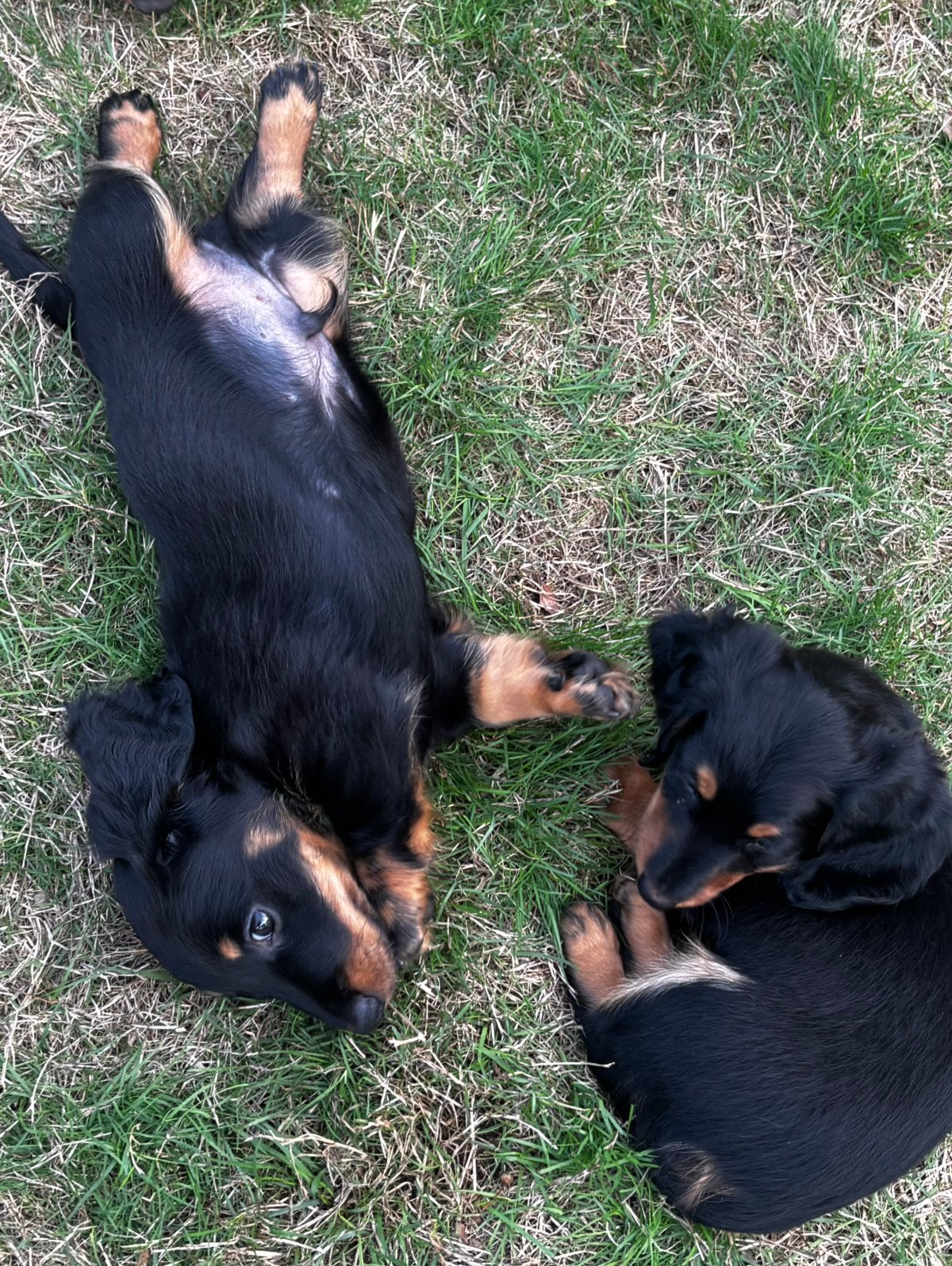 Chiot teckel à poil long super mignon, élevé à la maison !, Chien (mâle), Maladie de Carré (chiens), Belgique, 8 à 15 semaines