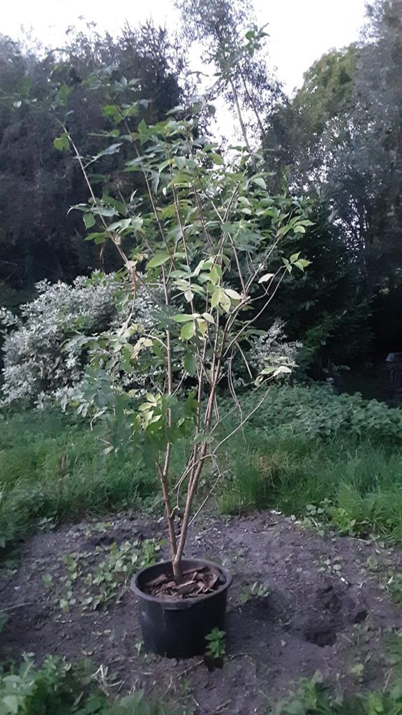 Arbre  a papillons   , sureau ,  tige bambou, Enlèvement