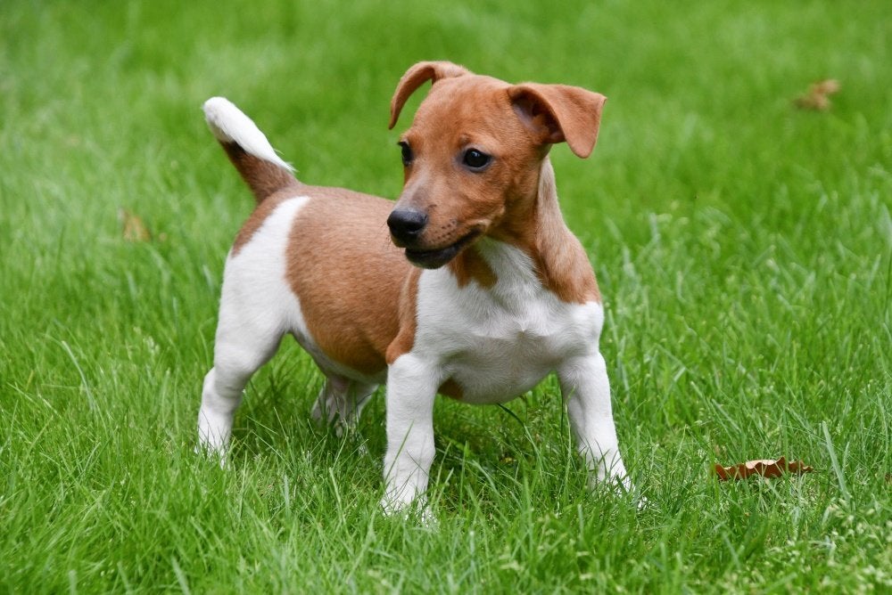 Chiots Jack Russell à vendre, 15 semaines à 1 an, Plusieurs animaux, Éleveur | Professionnel, Plusieurs