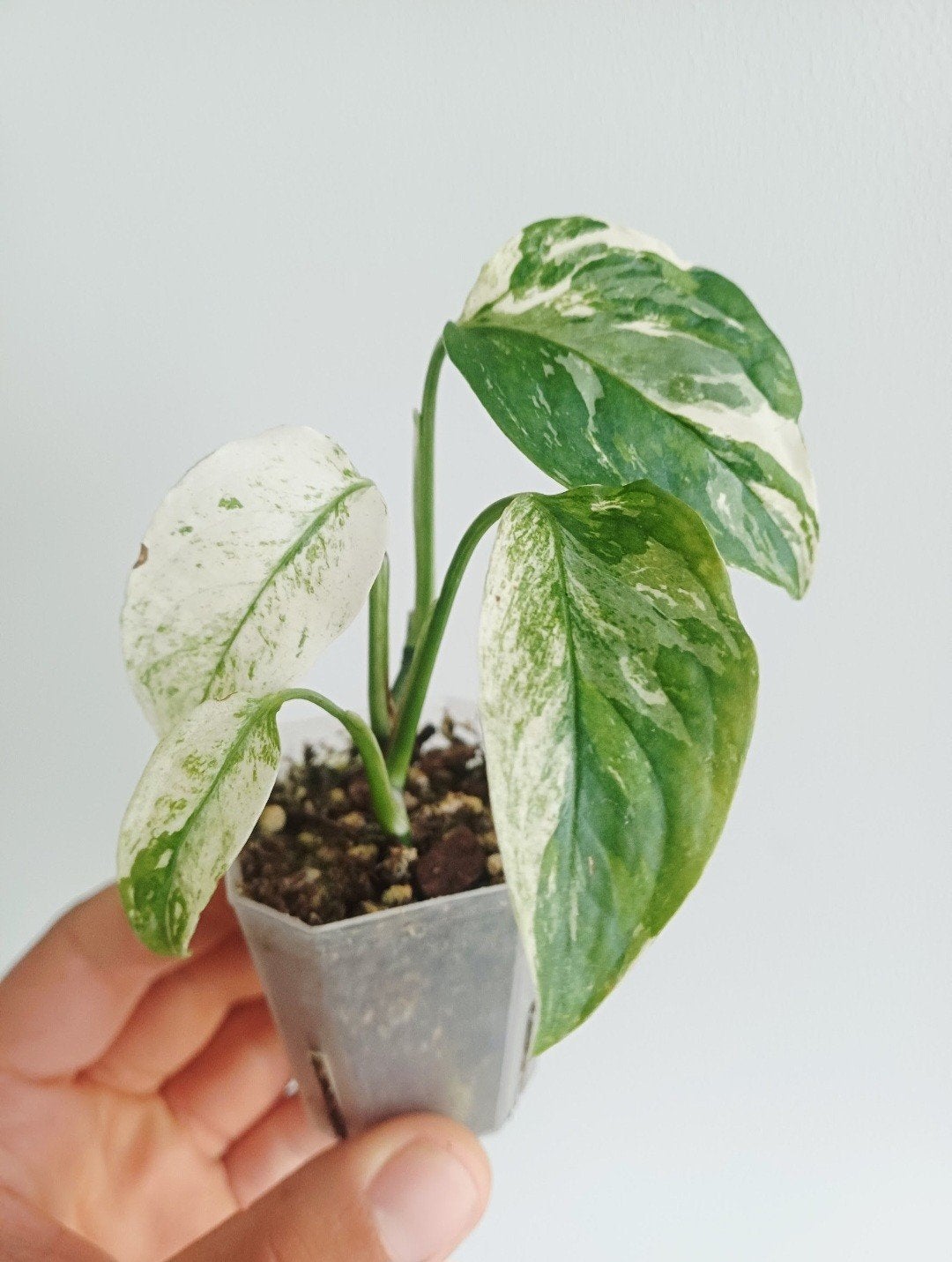Monstera Laniata Albo variegata, Overige soorten, In pot, Minder dan 100 cm, Groene kamerplant