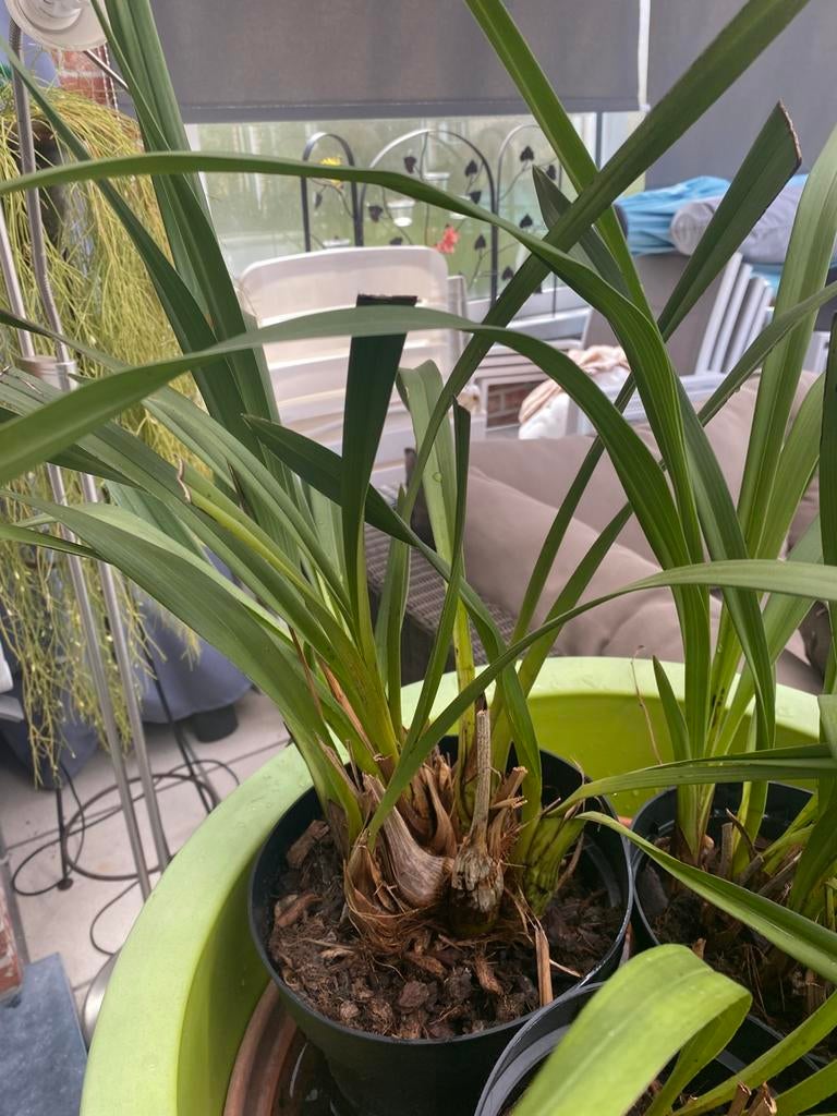 Gele cymbidium orchideen, Vaste plant, Halfschaduw, Lente, Ophalen