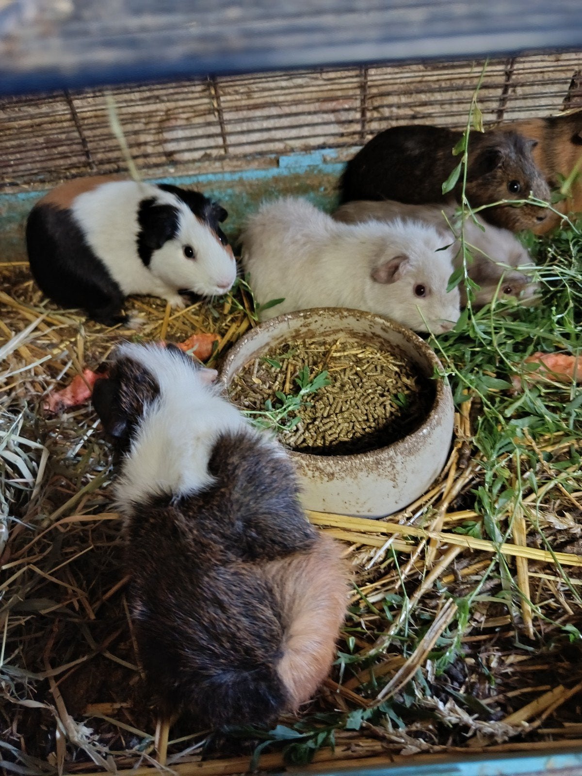 Cavia beertjes, Dieren en Toebehoren, Knaagdieren, Cavia, Mannelijk, December, Tam