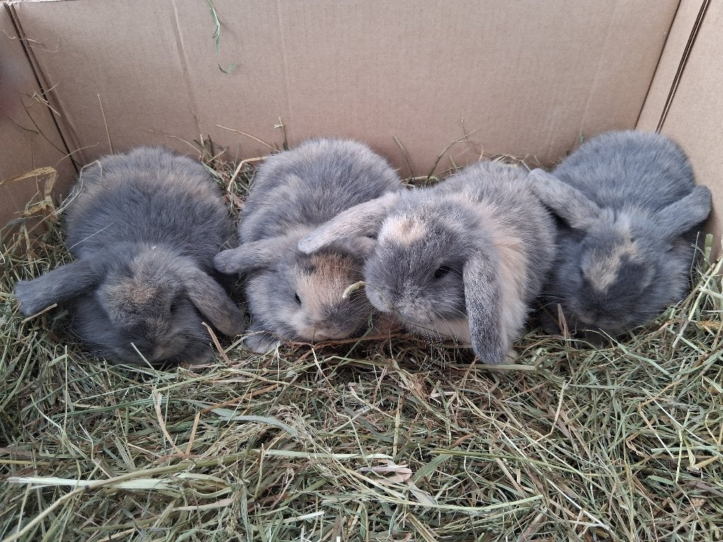Nederlandsen hangoor konijntjes, Dieren en Toebehoren, Konijnen, Meerdere dieren, Dwerg, Hangoor, 0 tot 2 jaar