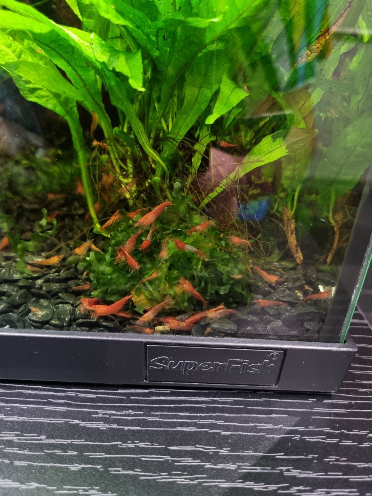 Gezonde mix rili/ vuurgarnalen, Animaux & Accessoires, Poissons | Aquariums & Accessoires, Enlèvement