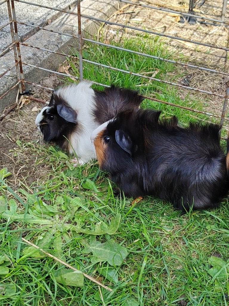 Jonge cavia's te koop., Domestique, Plusieurs animaux, Cobaye, Juillet