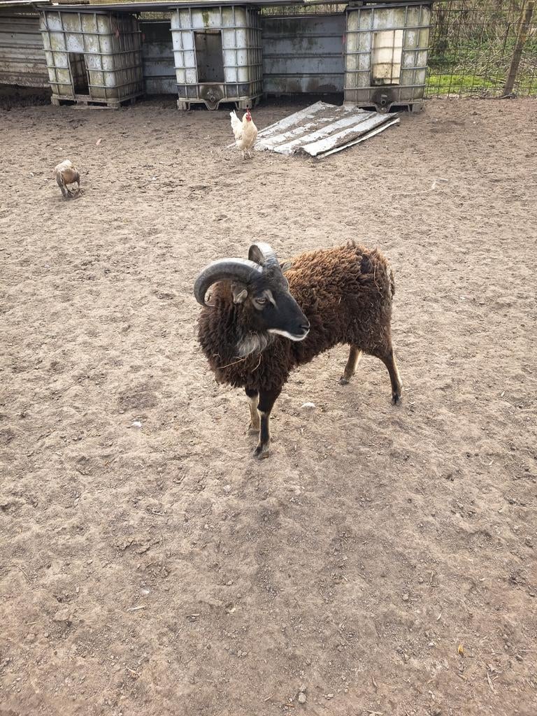 Moutons de soja, Animaux & Accessoires, Moutons, Chèvres & Cochons