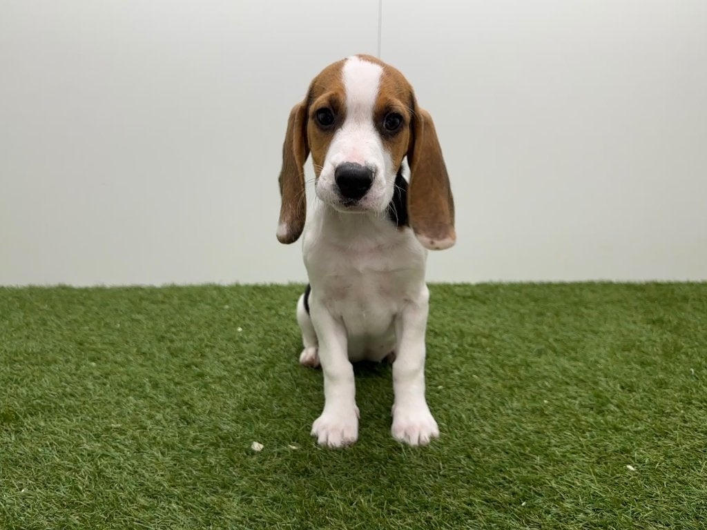 Beagle pups, België, Beagle, 8 tot 15 weken, CDV (hondenziekte)