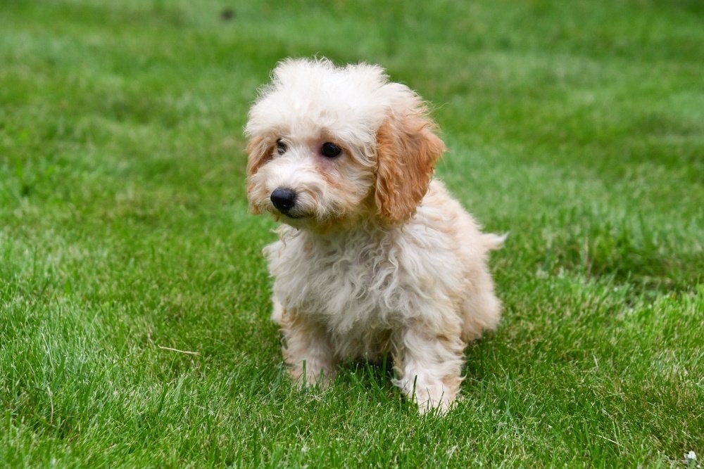 Maltipoo pups te koop, 15 weken tot 1 jaar, Overige rassen, Buitenland, CDV (hondenziekte)