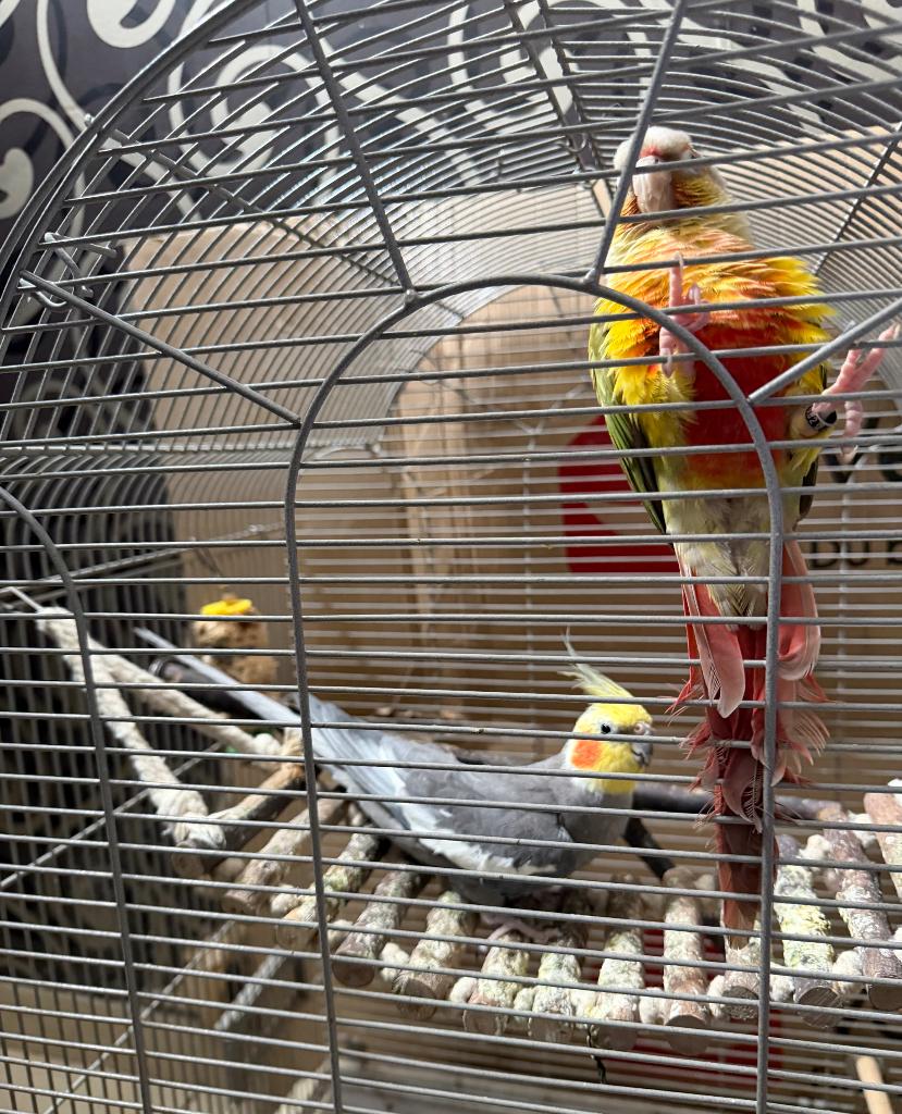 Conure+calopsitte+cage+nourriture, Animaux & Accessoires, Enlèvement, Neuf, Métal, Cage à oiseaux