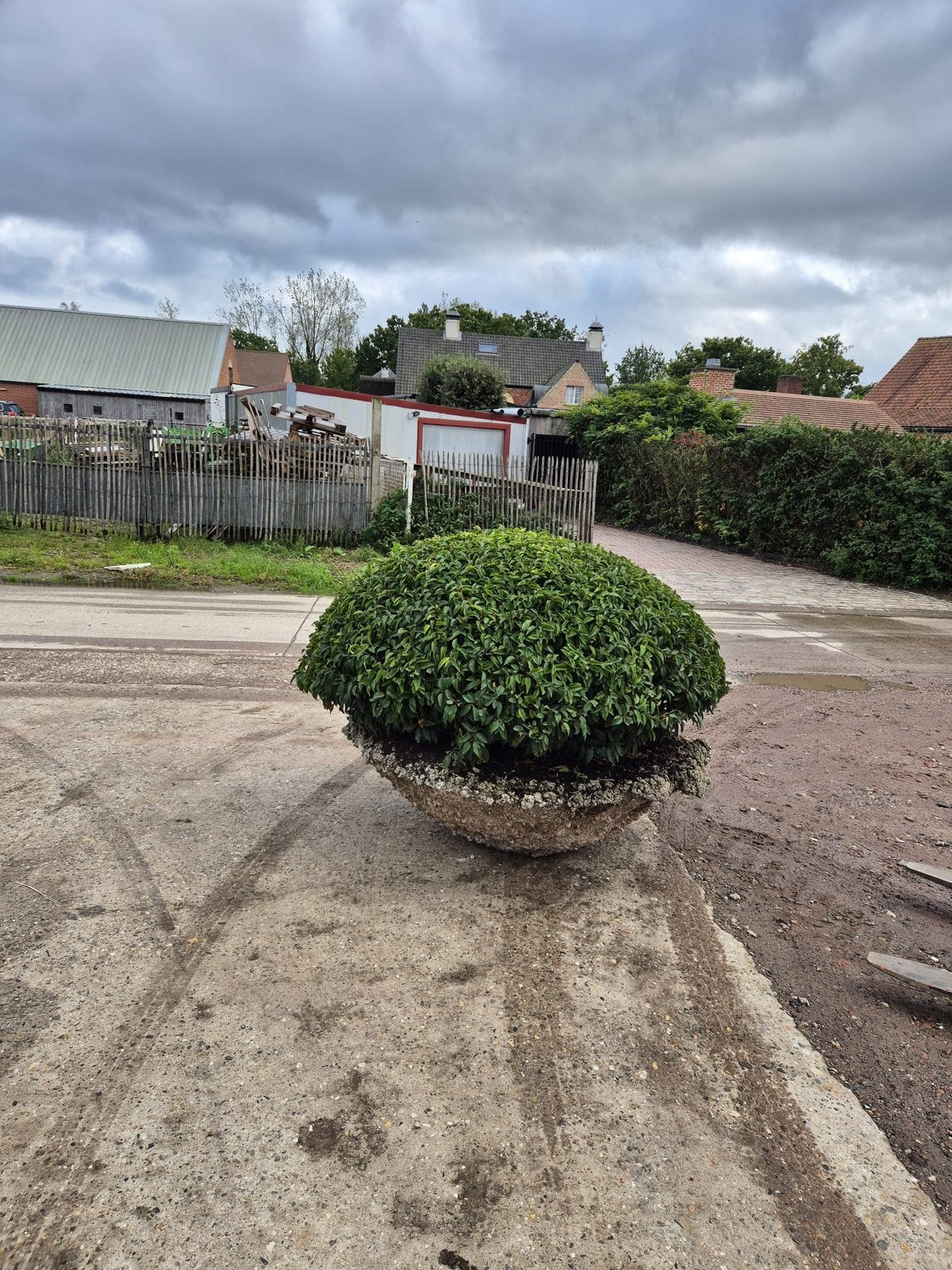 Prunus lusitanica + robuuste betonnen pot, Tuin en Terras, Ophalen, Overige soorten, Struik, 100 tot 250 cm