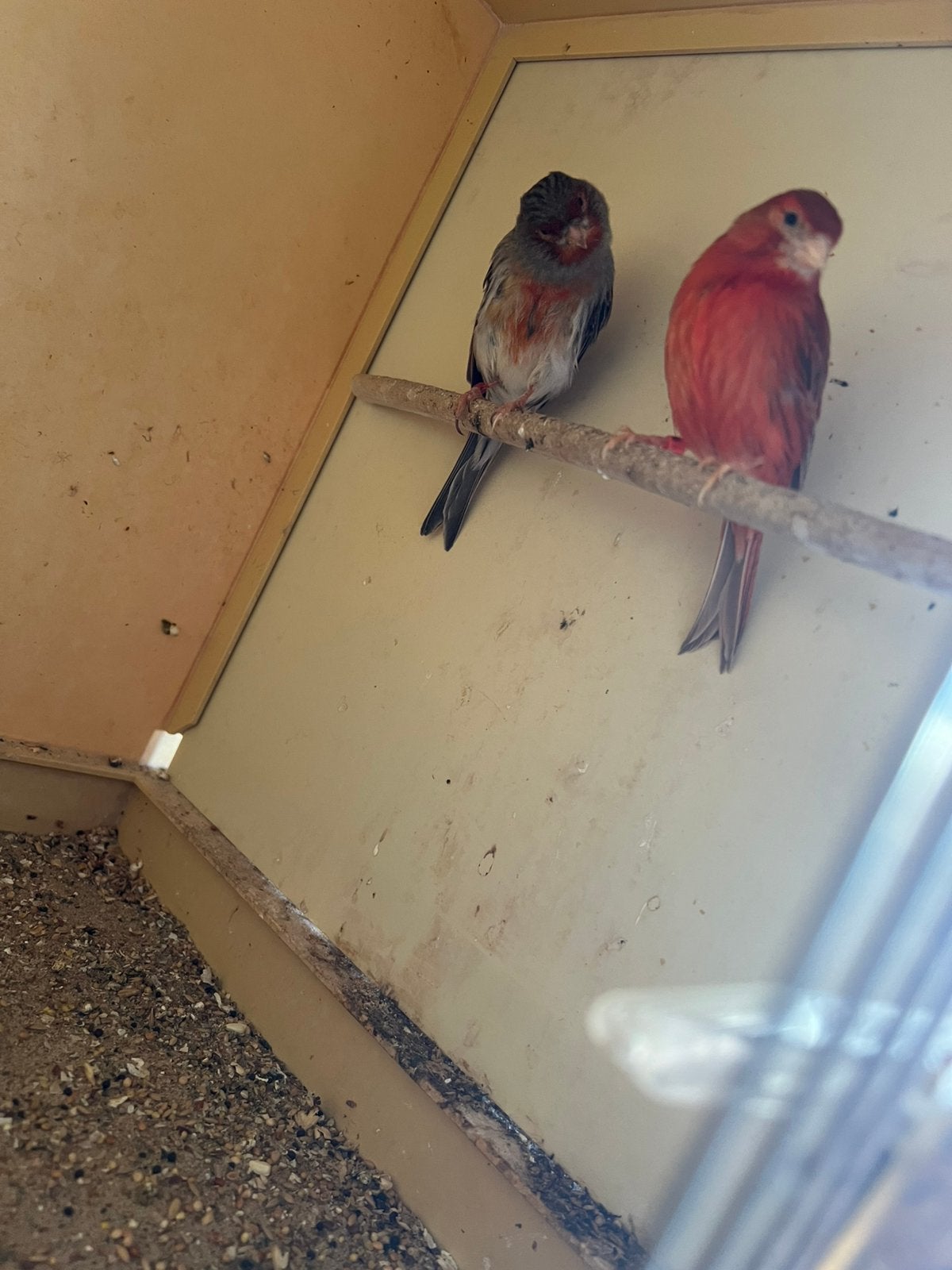 Kanaries te koop., Dieren en Toebehoren