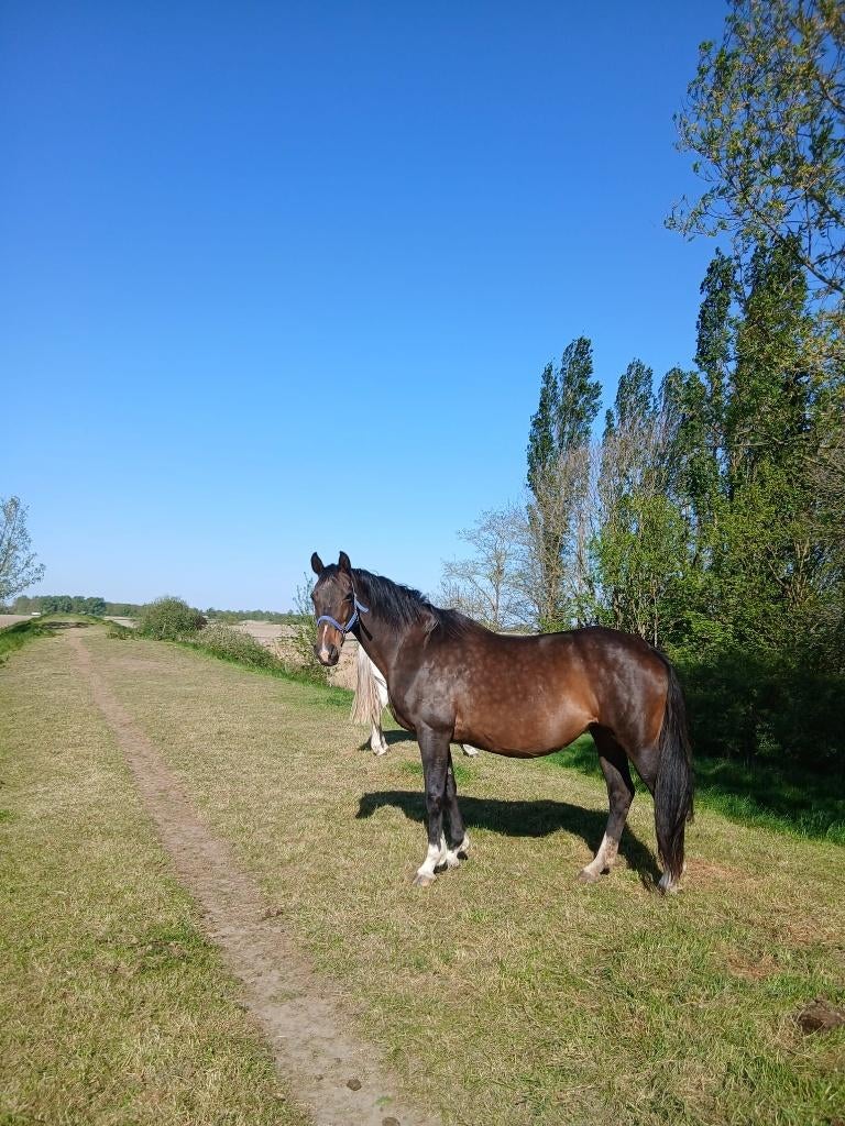 16 jarige drachtige stermerrie, Animaux & Accessoires, Chevaux, Jument, M, 170 à 175 cm, 11 ans ou plus, Cheval de dressage, Avec pedigree