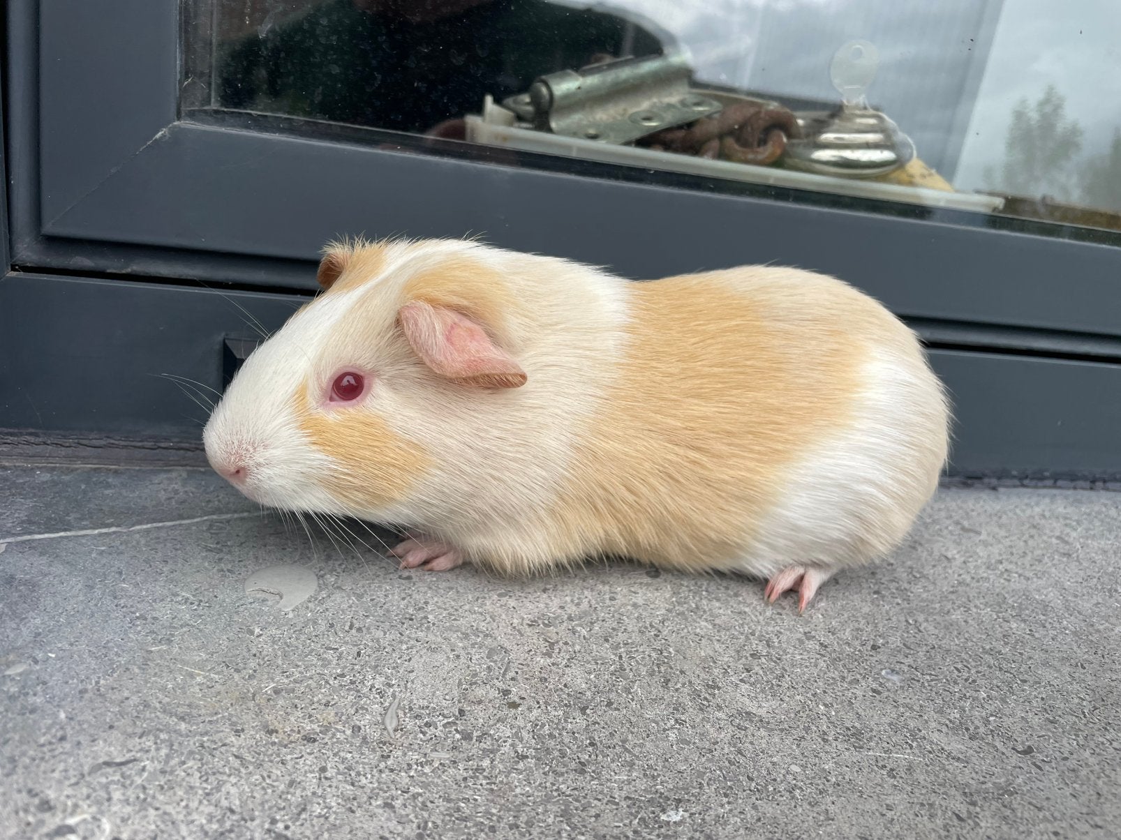Jonge cavia, Mâle, Juin, Domestique, Cobaye