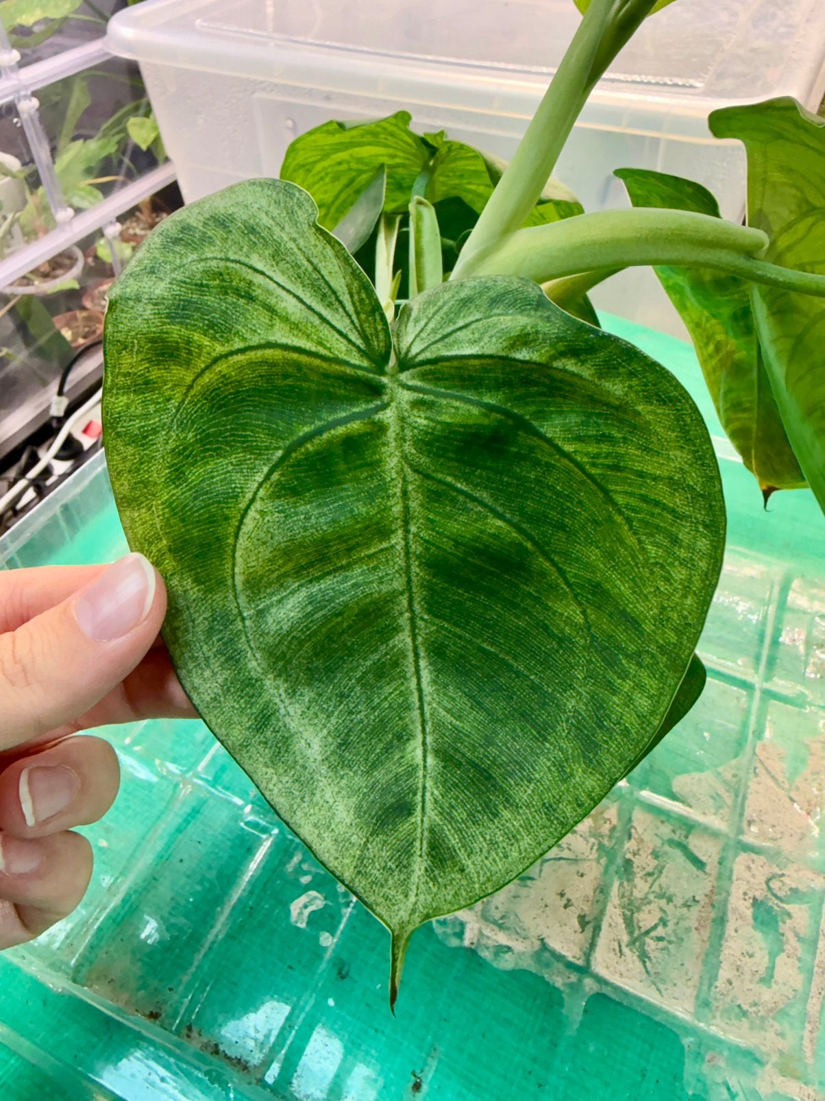 Syngonium frosted heart stekje, Ophalen of Verzenden