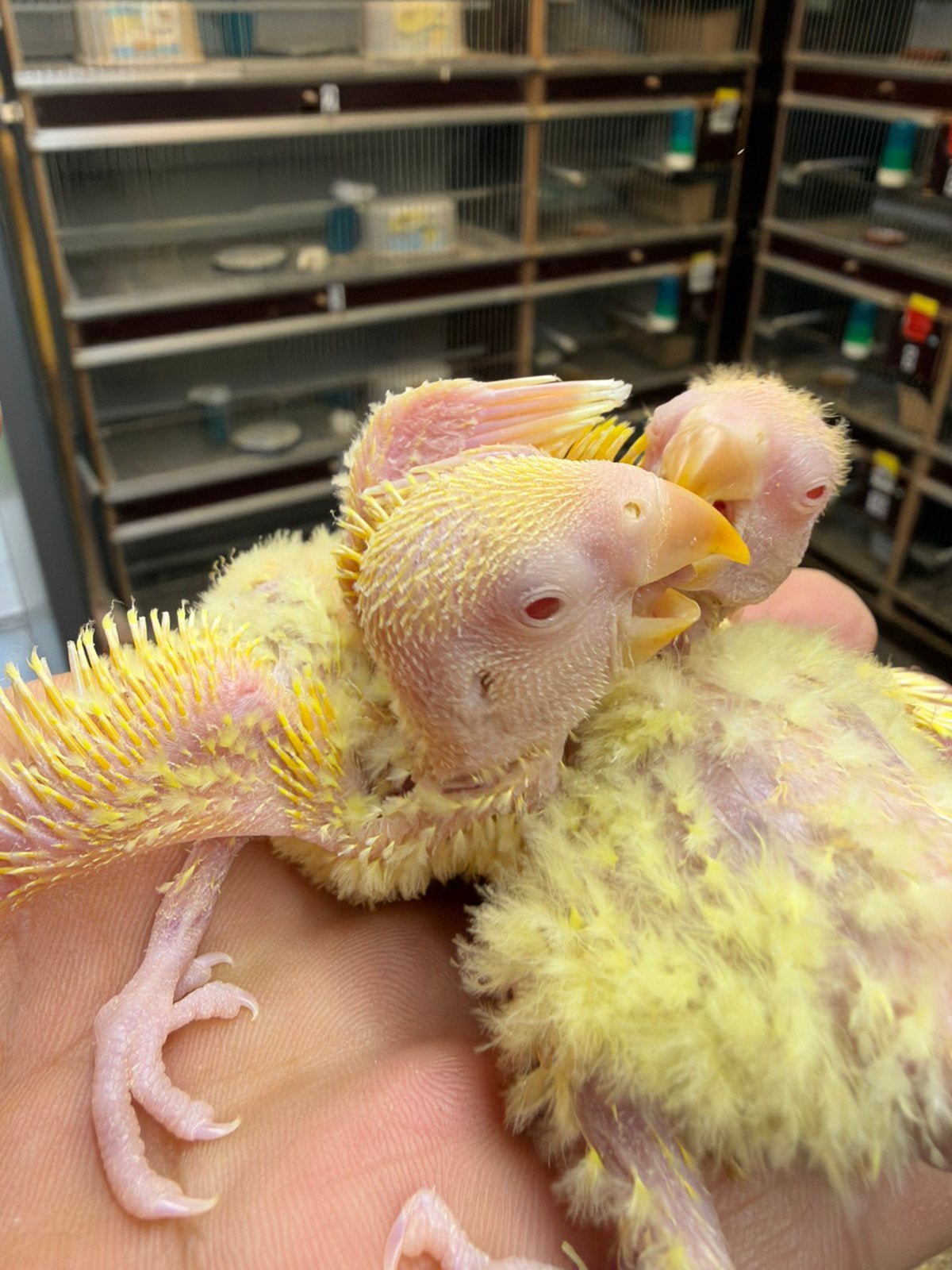 Baby dwergpapegaais