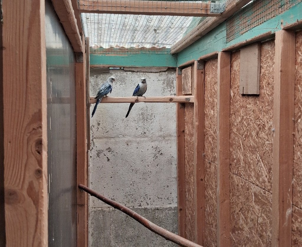 Rosella Koppel Blauw 2024, Dieren en Toebehoren, Vogels | Parkieten en Papegaaien, Meerdere dieren, Parkiet, Geringd