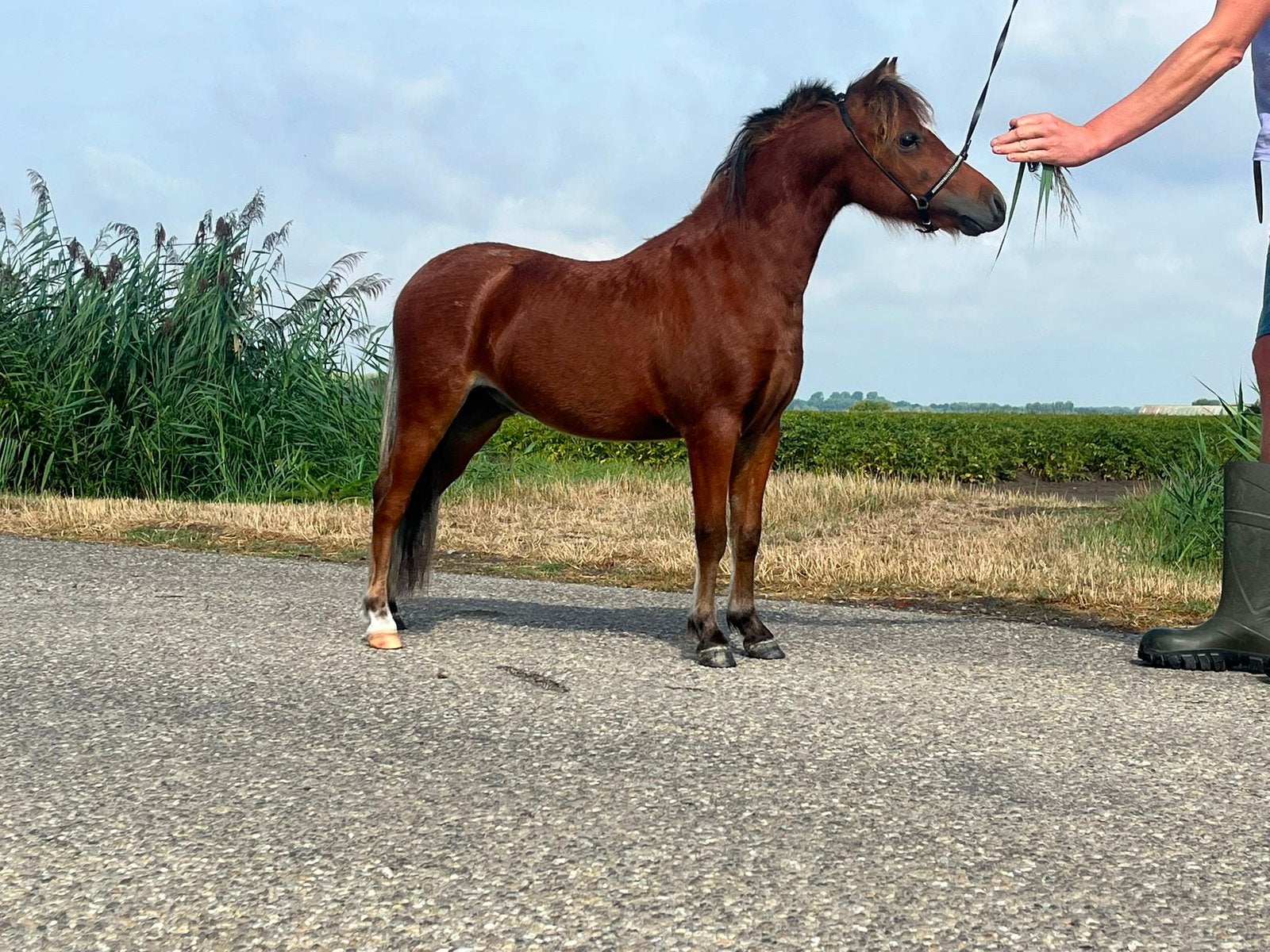Mini paard jaarling hengsten amha,amhr,nnprs paspoort, Avec pedigree, Poney de récréation, Poney A (jusqu'à 1.17 m), 0 à 2 ans