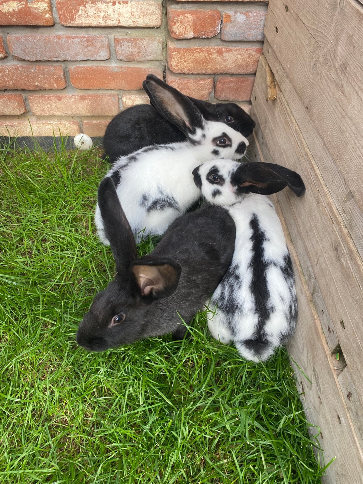 Konijnen te koop, Dieren en Toebehoren, Meerdere dieren, Middelgroot, 0 tot 2 jaar