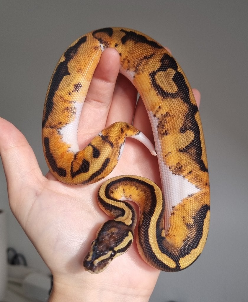 1.0 piebald het lavender albino koningspython