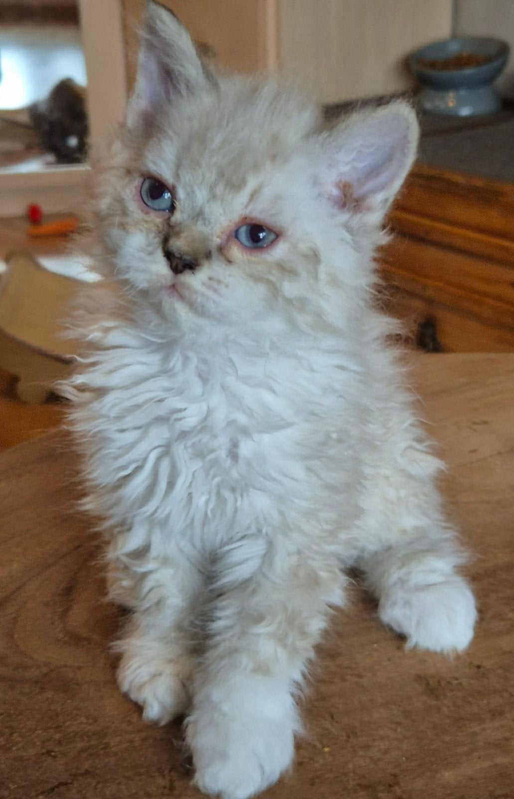 Selkirk Rex, Plusieurs animaux, Avec pedigree, 0 à 2 ans