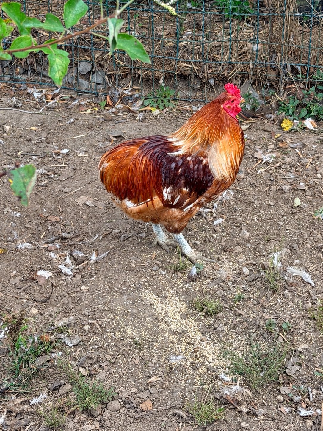 2 coqs araucana à donner