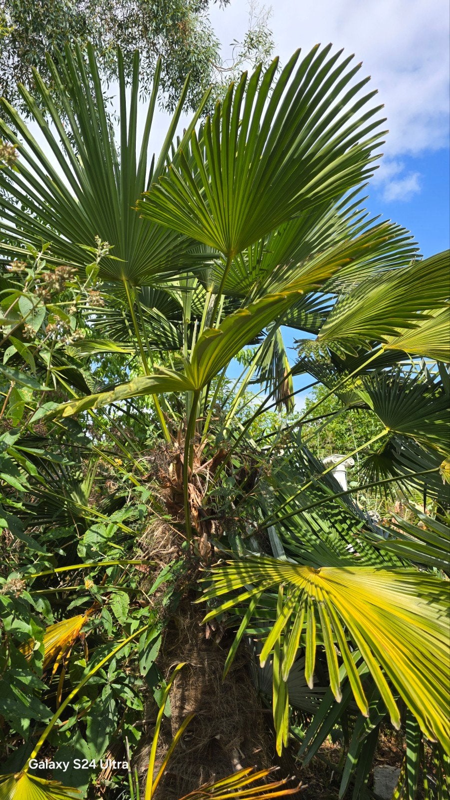 Trachycarpus Wagnerianus winterhard, Tuin en Terras, Planten | Bomen, Ophalen, Volle zon, Palmboom