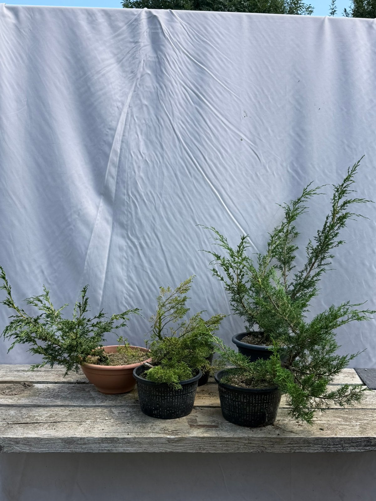 Juniperus stekken, Ophalen of Verzenden