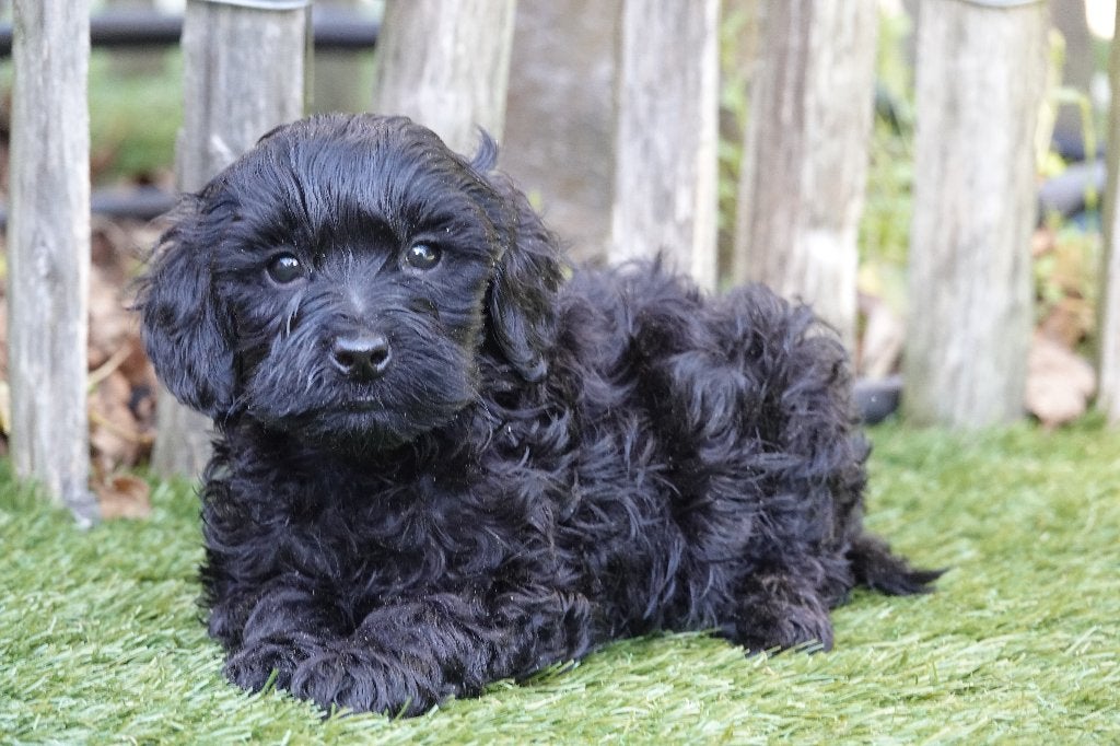 Prachtige zwarte mini labradoodle pups, met stamboom, België, Overige rassen, CDV (hondenziekte), 8 tot 15 weken